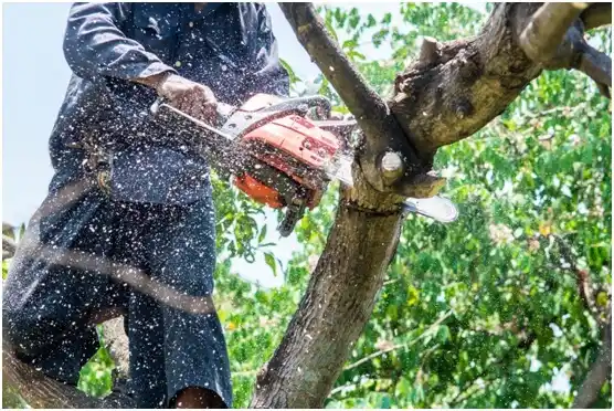 tree services Pegram